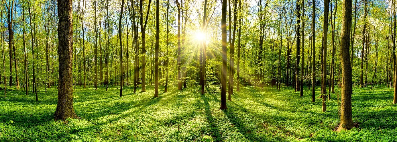 Ik zie door de bomen het bos niet meer! | Primatch HR Groep